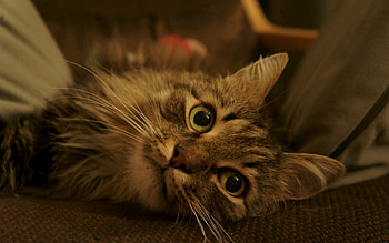 Animals, Cat, Fluffy, Muzzle, Striped HD wallpaper