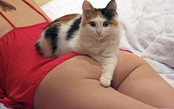 beauty place, erotic, cats, girls, animals HD wallpaper
