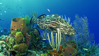 Coral, Animal, Fish, Grouper, Underwater HD wallpaper