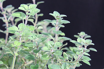 Peppery oregano, Friderich nursery, Plant cultivation, Pflanzenmanufaktur HD wallpaper
