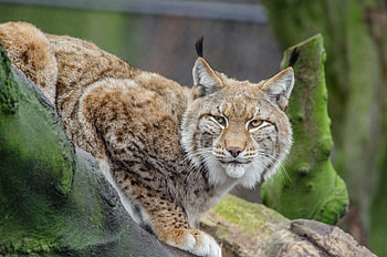 Lynx, , Wild cat in the jungle, Jooinn's HD wallpaper