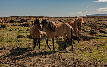Horses, animal, horse, nature, range HD wallpaper