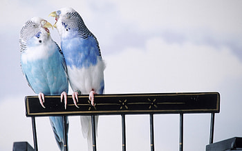 Animals, Birds, Parrots HD wallpaper
