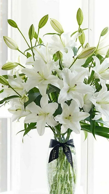 Lily, Flower HD phone wallpaper