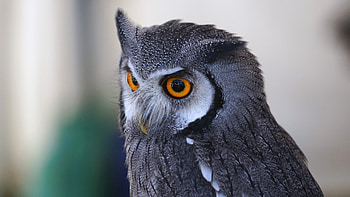 Animals, Owl, Bird, Eyes, Predator HD wallpaper