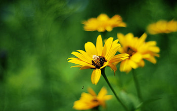 Flowers, Grass, Macro, Field, Greased, Smeared HD wallpaper