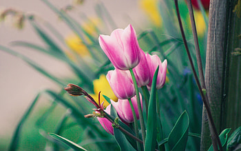 Tulips in Bloom, colorful, summer, nature, bloom, tulips HD wallpaper