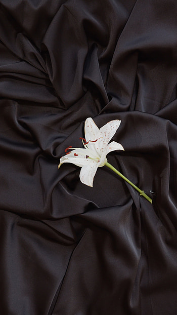 Flower on black fabric, Contrast and beauty, Dramatic background, Captivating ry HD phone wallpaper