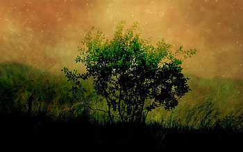 Grass, Art, Wood, Tree, , Drawing, Field, Shadow, Canvas HD wallpaper