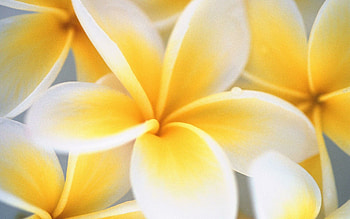 Frangipani beauty, Colorful backgrounds, Tropical vibes, Exotic flowers HD wallpaper