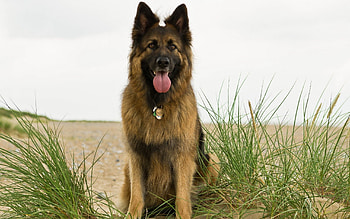 Animals, Grass, Dog, Protruding Tongue, Tongue Stuck Out, Sheepdog, Sheep Dog HD wallpaper