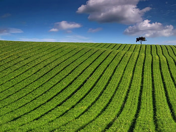 green striped field, striped, field, green HD wallpaper