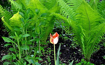 Plants, Flowers, Tulips HD wallpaper