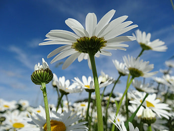 Daisy Jungle!, nature, flowers, jungle, daisy HD wallpaper