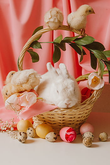 Adorable white rabbit in a basket with chicks and colorful Easter decorations. HD phone wallpaper