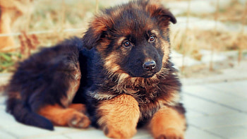 german shepherd puppy, lies, outside, in, ground, on HD wallpaper