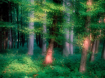 Magic Forest, magical, green, trees, faery, forest HD wallpaper