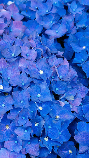 Hydrangea , samsung galaxy s6 s7 google pixel xl nexus 6 6p lg g5 , Floral elegance, Nature's splendor HD phone wallpaper