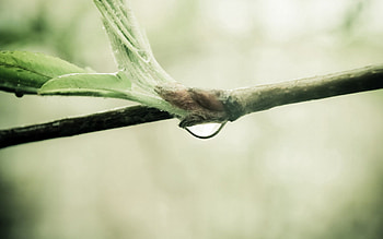 Leaves, Macro, Branch, Drop, Spring HD wallpaper