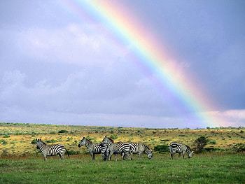 Nature, Zebra, Rainbow, Wildlife, After The Rain HD wallpaper