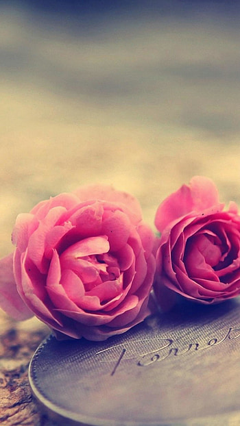 .wiki-Cool-Pink-Rose--Background-PIC- HD phone wallpaper