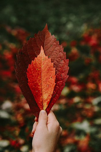 Autumn, Leaves, Hand, Miscellanea, Miscellaneous, Dry HD phone wallpaper