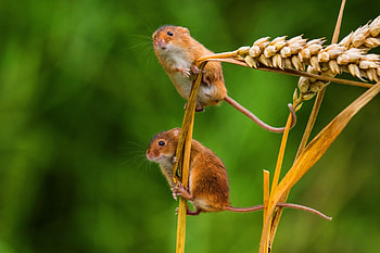 Gorgeous mouse , Cute mice, Little creatures, Backgrounds HD wallpaper
