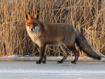 Fox, looking, reed, sunlight, snow HD wallpaper