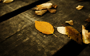 Background, Leaves HD wallpaper
