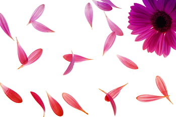 Falling pink daisy petals isolated on a white background, creating a floral artistic composition. HD wallpaper