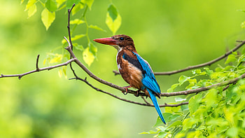 Hues of a hunter, India, ultra , TV HD wallpaper