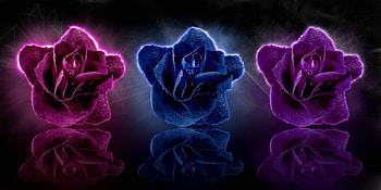 3 Beautiful Roses!, beautiful, nature, flowers, roses HD wallpaper