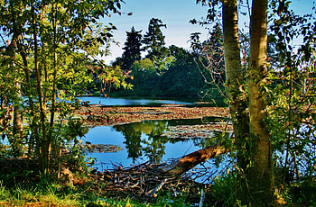Lovely Pond, plants, awesome, , cena, colors, reflections, nice, scenery, trees, fullscreen, scenario, mirror, maroon, white, lively, woods, luxury, house, landscape, forests, grass, panorama, cenario, leaves, luxurious, green, view, nature, leaf, trunks, paisage, grove, foliage, blue, colorful, graphy, waterscape, high definition, , pines, beauty, brown, scenic, , amazing, , laguna, paysage, water, pond, scene, beautiful, lagoons, lakes, hop, branches, paisagem, cool, clouds, sky, rivers HD wallpaper