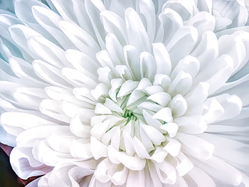 Flower, white, close up HD wallpaper