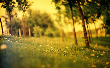 Nature, Flowers, Grass, Summer, Blur, Field, Effect HD wallpaper