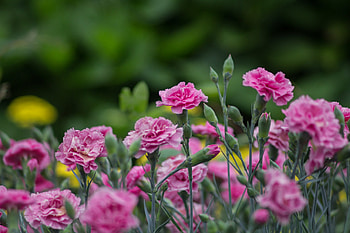 Garden Carnations, Carnations HD wallpaper