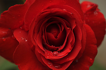 Flowers, Drops, Macro, Rose Flower, Rose, Petals HD wallpaper