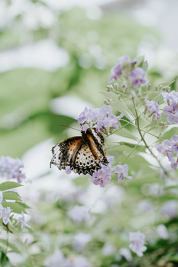 Flower, Macro, Blur, Smooth, Close-Up, Butterfly HD phone wallpaper
