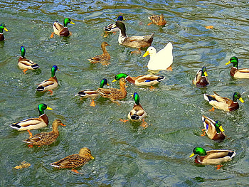 watching all the girls go by, ducks, nature, watching, lake HD wallpaper