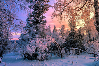 Winter Morning, trees, colors, sky, snow HD wallpaper