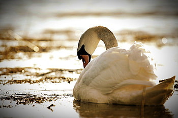 Preening, waves, feathers, preen, swan, water, beauty HD wallpaper