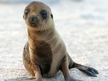 Sea Lion, sea, lion, water, beach HD wallpaper