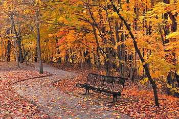 Maple trees autumn, City park bench, , Landscape HD wallpaper