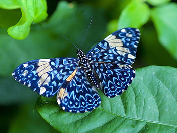 The end of the journey, blue, sunny, wings, delighted, garden, beautiful, wonderful, gray, wood, butterfly, animals, light, green, nature, leaf HD wallpaper