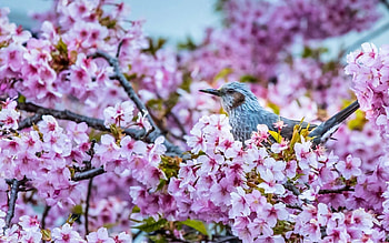 Bird, blue, bulbul, pasare, spring, tree, pink, flower, sakura, blossom HD wallpaper