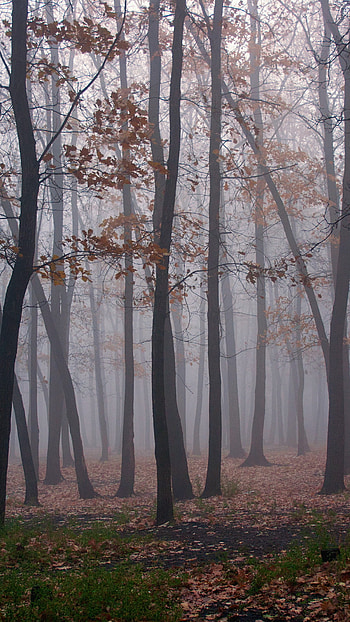 Foggy Forest HD phone wallpaper