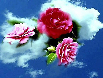 Colorful Flowers, color, colors, rose, pink, colorful flower, flower, red, nature, flowers HD wallpaper