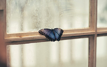 Patterns, Macro, Butterfly, Window, Wings, Frame HD wallpaper