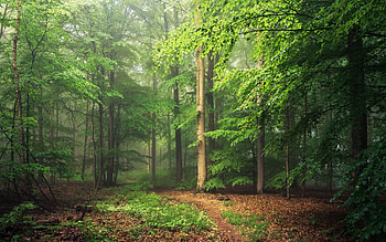 Misty Forest in Germany, mist, Germany, forest, path HD wallpaper