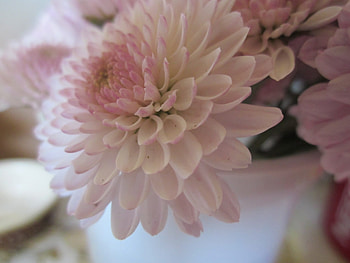 Plants, Flowers HD wallpaper